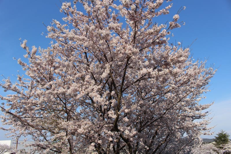 桜の写真・西野製作所